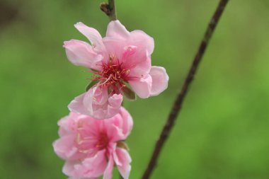 Bahçedeki çiçekler