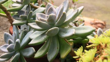 Bahçedeki çiçekler