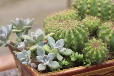 Bahçedeki çiçekler