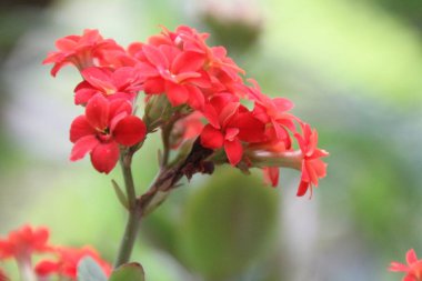 Bahçedeki çiçekler