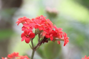 Bahçedeki çiçekler