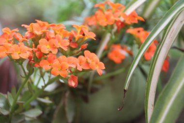 Bahçedeki çiçekler