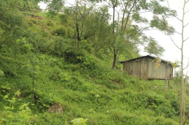 Vietnam 'daki pirinç tarlaları