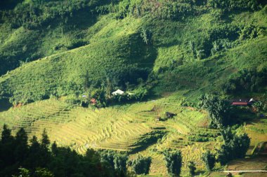Vietnam 'daki pirinç tarlaları