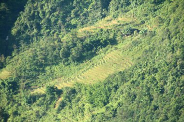 Vietnam 'daki pirinç tarlaları