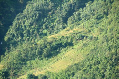 Vietnam 'daki pirinç tarlaları