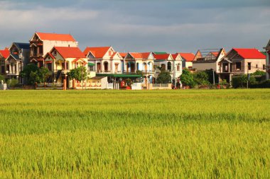 Vietnam 'daki pirinç tarlaları