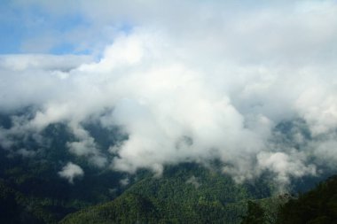 Vietnam 'daki pirinç tarlaları