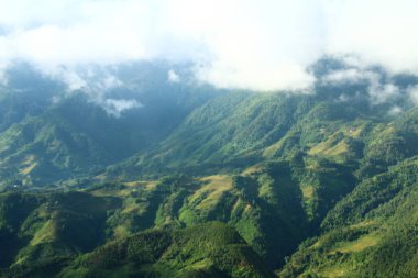 Vietnam 'daki pirinç tarlaları