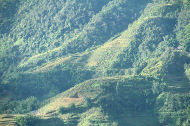 Vietnam 'daki pirinç tarlaları