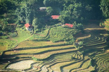 Vietnam 'daki pirinç tarlaları
