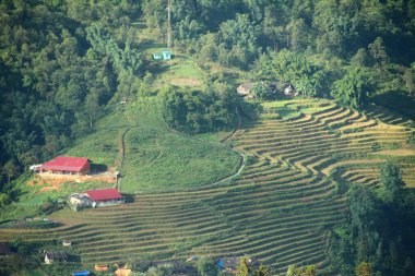 Vietnam 'daki pirinç tarlaları