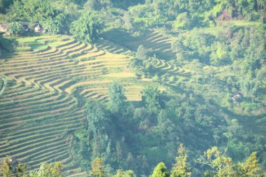 Vietnam 'daki pirinç tarlaları