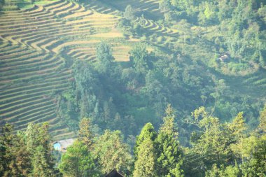 Vietnam 'daki pirinç tarlaları