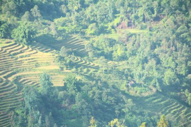 Vietnam 'daki pirinç tarlaları