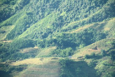 Vietnam 'daki pirinç tarlaları