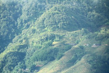 Vietnam 'daki pirinç tarlaları