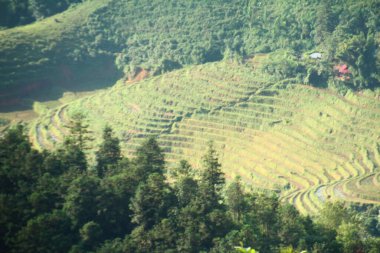 Vietnam 'daki pirinç tarlaları