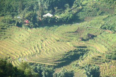 Vietnam 'daki pirinç tarlaları