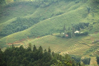 Vietnam 'daki pirinç tarlaları