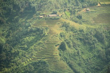 Vietnam 'daki pirinç tarlaları