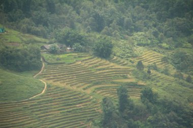 Vietnam 'daki pirinç tarlaları