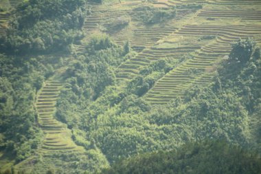 Vietnam 'daki pirinç tarlaları