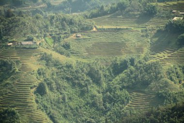 Vietnam 'daki pirinç tarlaları