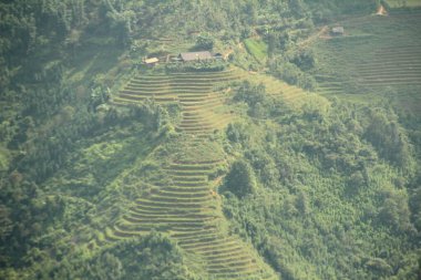 Vietnam 'daki pirinç tarlaları