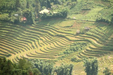 Vietnam 'daki pirinç tarlaları