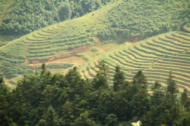 Vietnam 'daki pirinç tarlaları