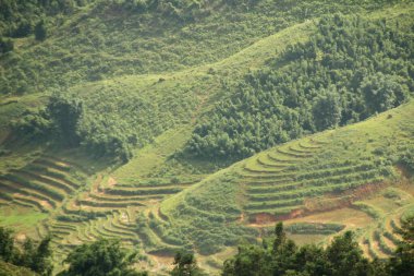 Vietnam 'daki pirinç tarlaları