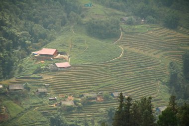 Vietnam 'daki pirinç tarlaları