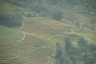 Vietnam 'daki pirinç tarlaları