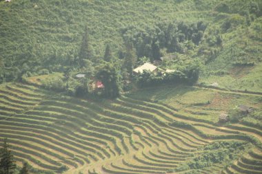 Vietnam 'daki pirinç tarlaları