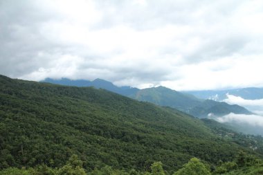 Vietnam 'daki pirinç tarlaları