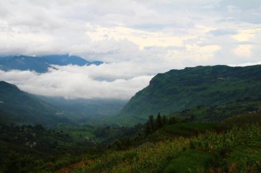 Vietnam 'daki pirinç tarlaları