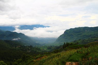 Vietnam 'daki pirinç tarlaları