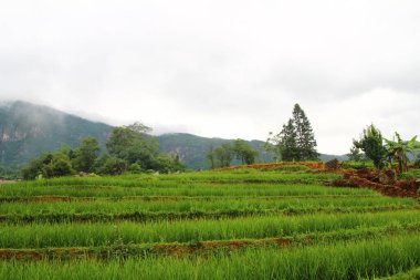 Vietnam 'daki pirinç tarlaları