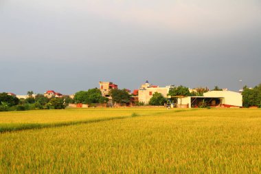 Vietnam 'daki pirinç tarlaları