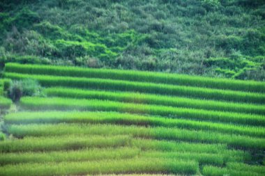 Vietnam 'daki pirinç tarlaları