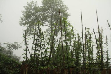 Vietnam 'daki dağ manzarası