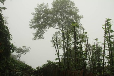 Vietnam 'daki dağ manzarası