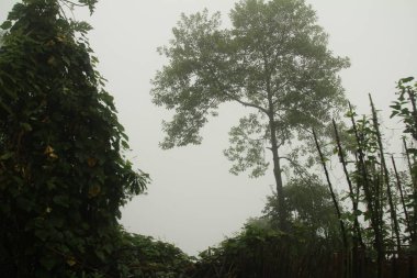 Vietnam 'daki dağ manzarası