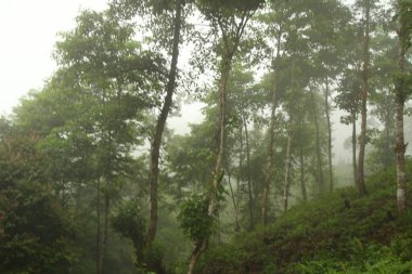 Vietnam 'daki dağ manzarası