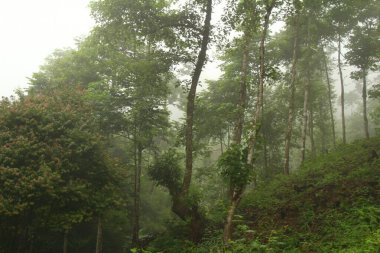 Vietnam 'daki dağ manzarası