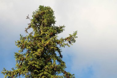 Vietnam 'daki dağ manzarası