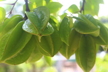 Bahçede olgun meyveler