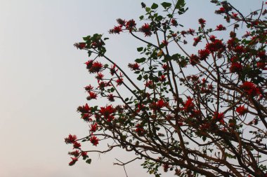 Bahçede olgun meyveler