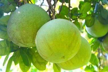 Bahçede olgun meyveler